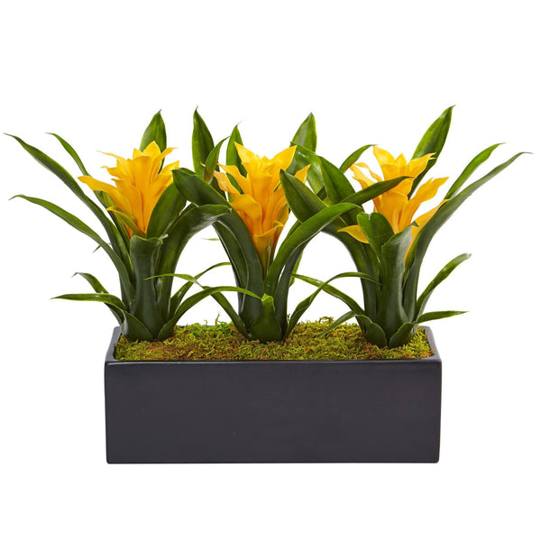 Bromeliads in Rectangular Planter