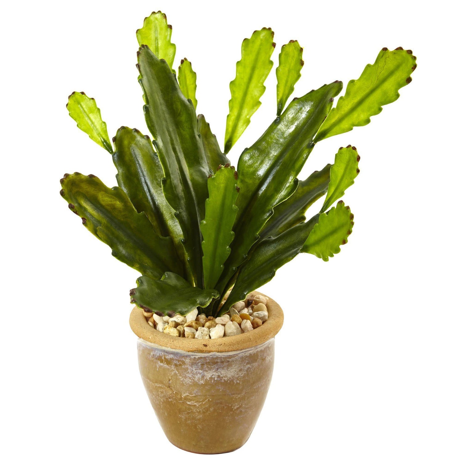 Cactus in Glazed Clay Pot