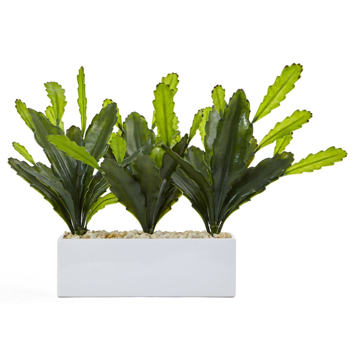 Cactus on Rectangular Planter | Nearly Natural