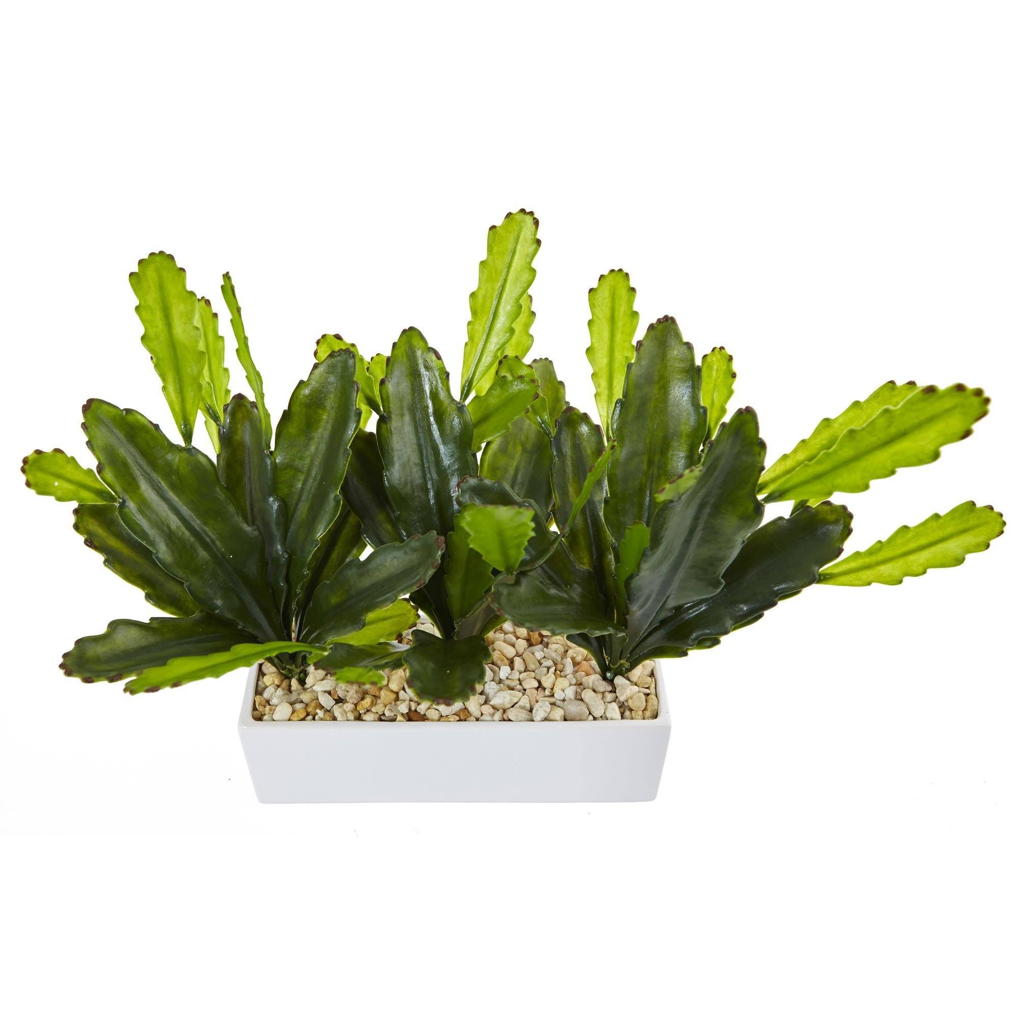 Cactus on Rectangular Planter | Nearly Natural