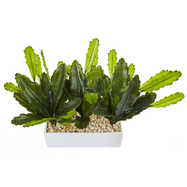 Cactus on Rectangular Planter