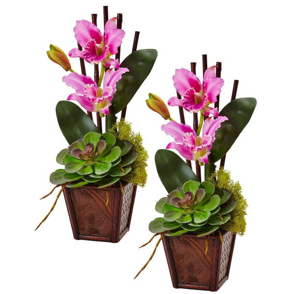 Cattleya Orchid and Succulent Arrangement (Set of 2)