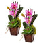Cattleya Orchid and Succulent Arrangement (Set of 2)