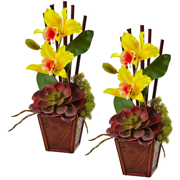 Cattleya Orchid and Succulent Arrangement (Set of 2)