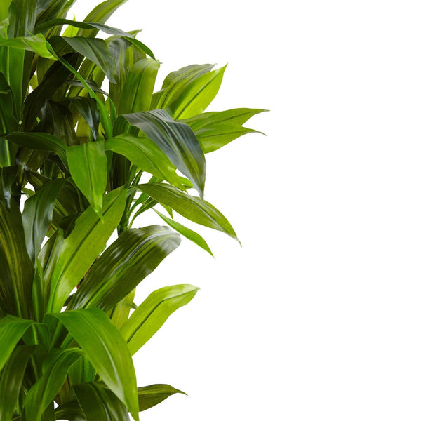 Cornstalk Dracaena in Wooden Planter