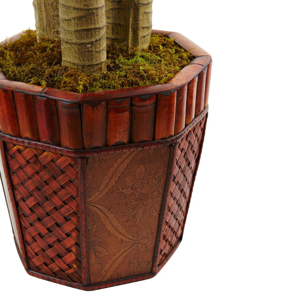 Cornstalk Dracaena in Wooden Planter