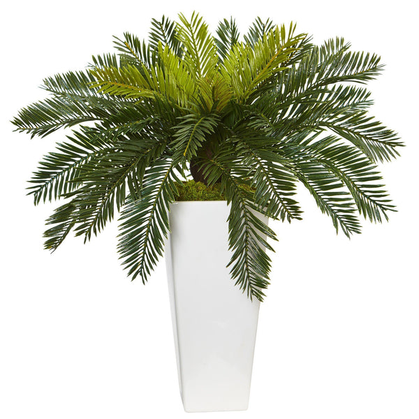 Cycas in White Planter