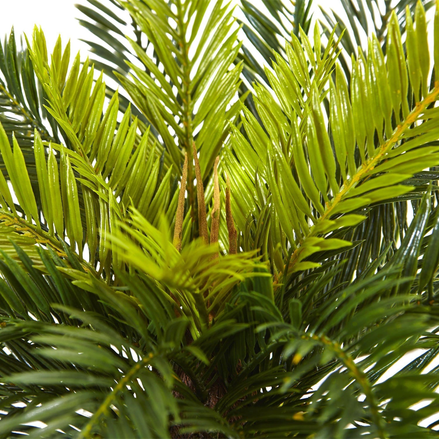 Cycas in White Planter