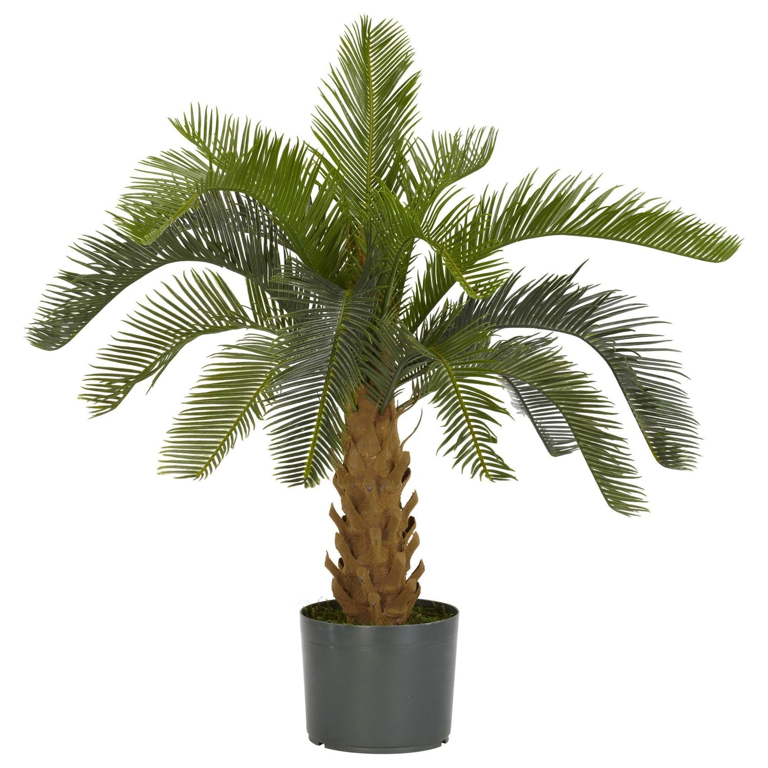 Cycas Silk Plant