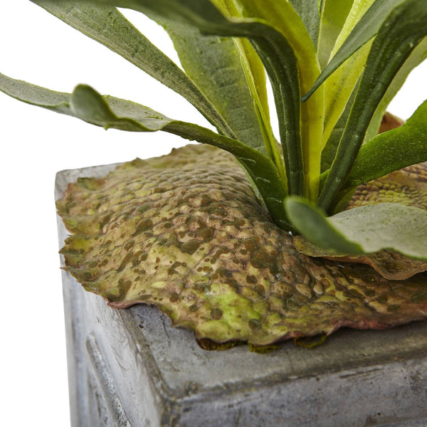 Dancing Lady and Staghorn in Stone Planter