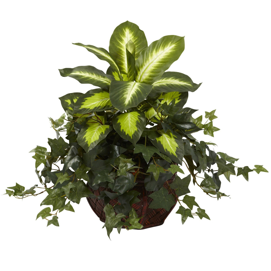 buy dieffenbachia tree Dieffenbachia & Ivy w/Decorative Planter