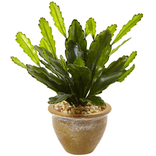 Double Cactus in Glazed Clay Pot