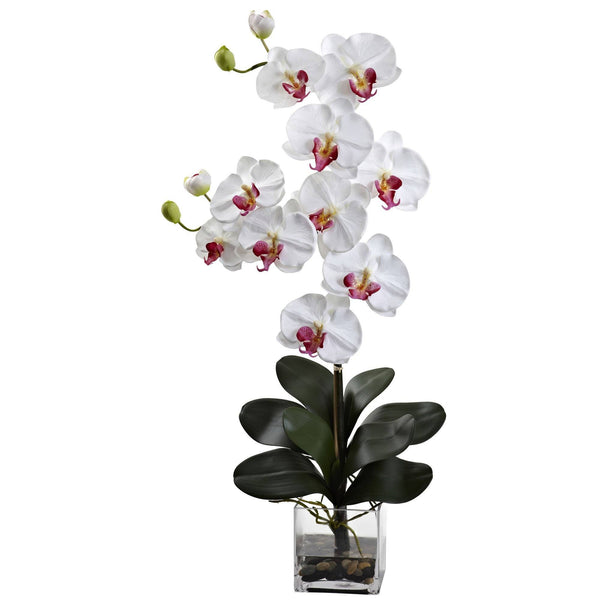 Double Giant Phalaenopsis w/Vase