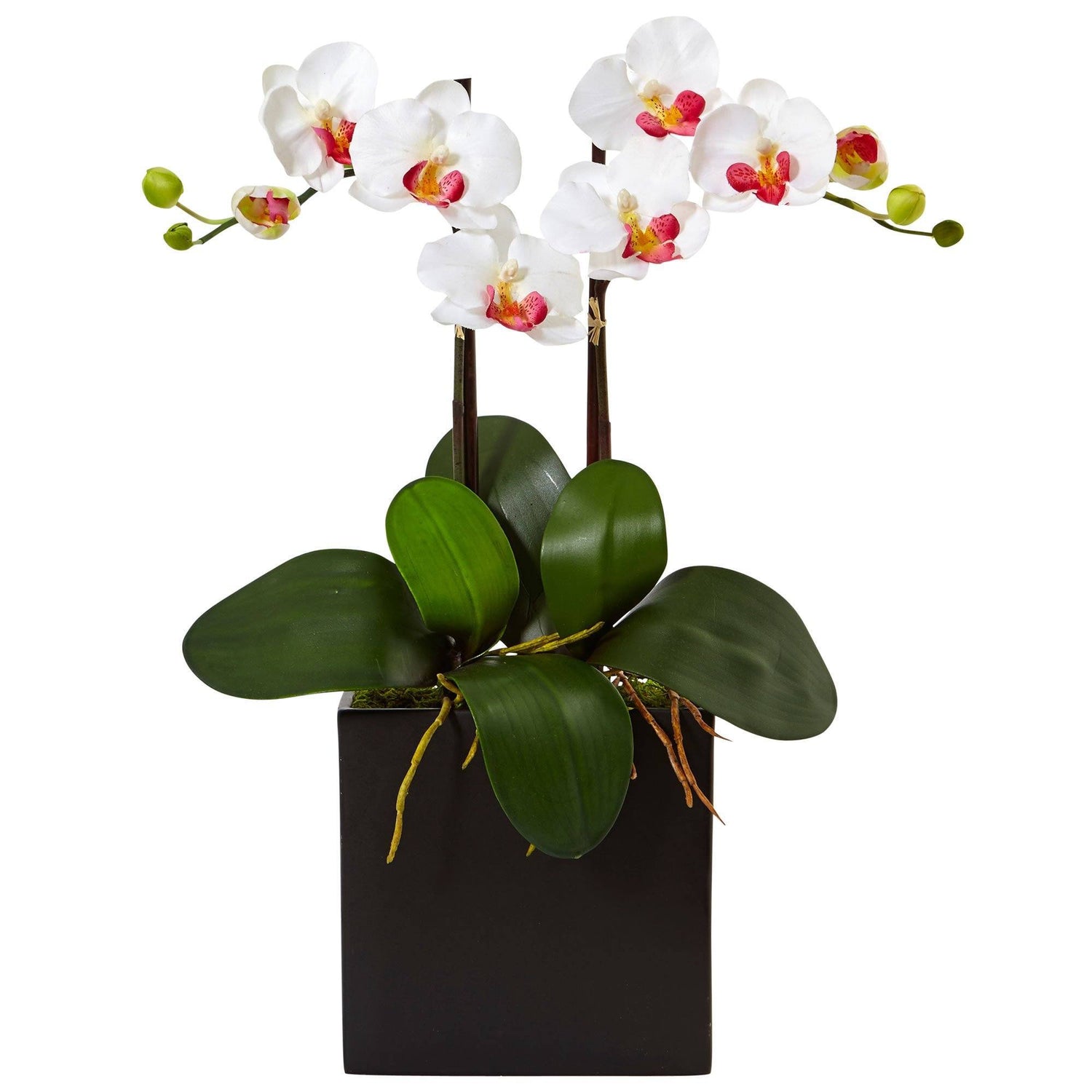 Double Mini Phalaenopsis in Black Vase