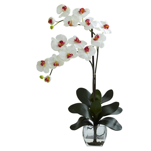Double Phal Orchid w/Vase Arrangement