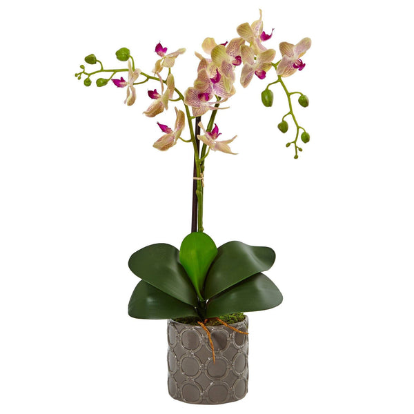 Double Phalaenopsis Orchid in Gray Ceramic Pot