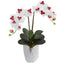 Double Phalaenopsis Orchid in White Vase