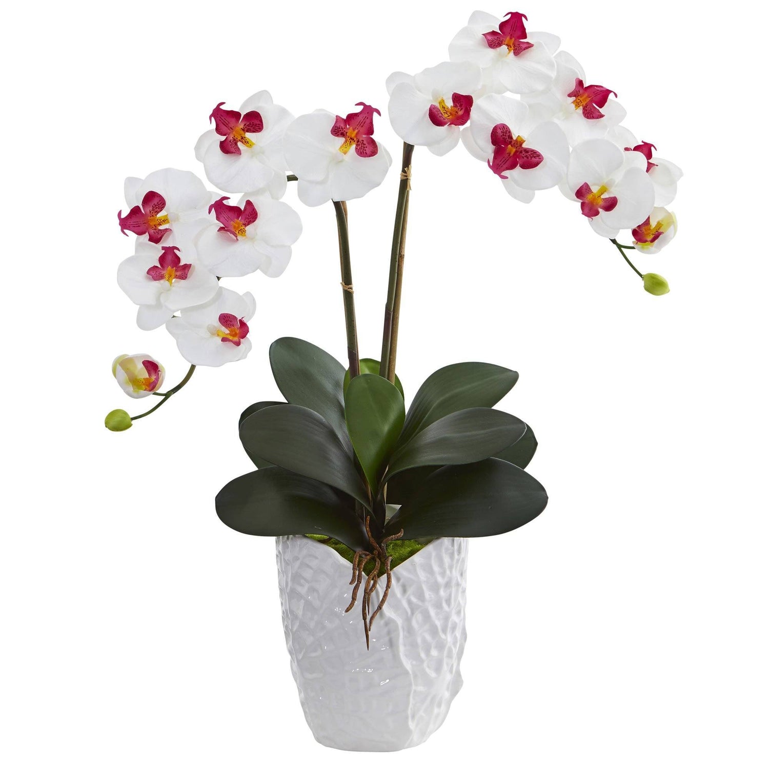 Double Phalaenopsis Orchid in White Vase