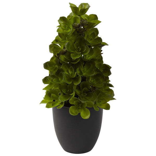 Echeveria Cone Topiary