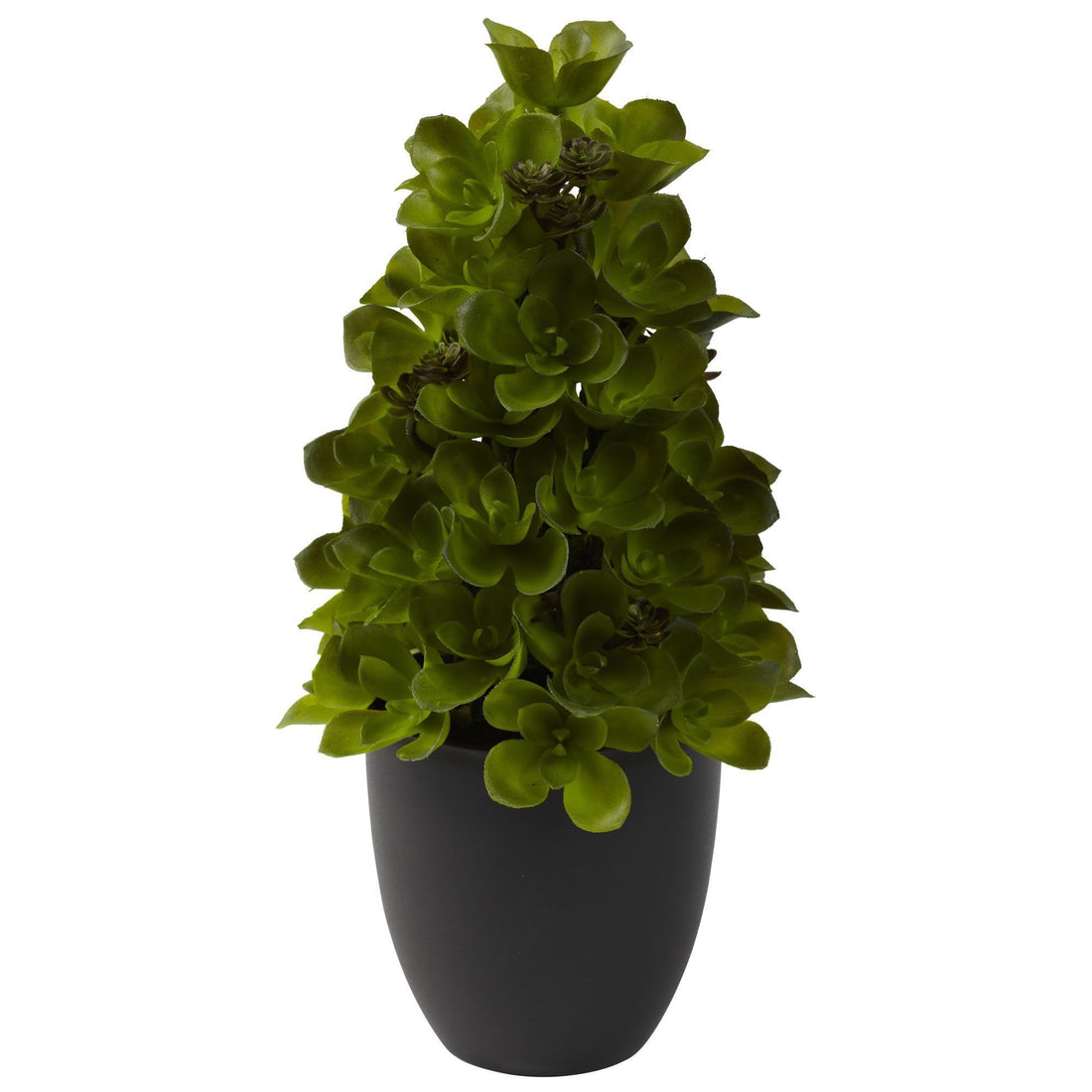 succulent topiary tree Echeveria Cone Topiary