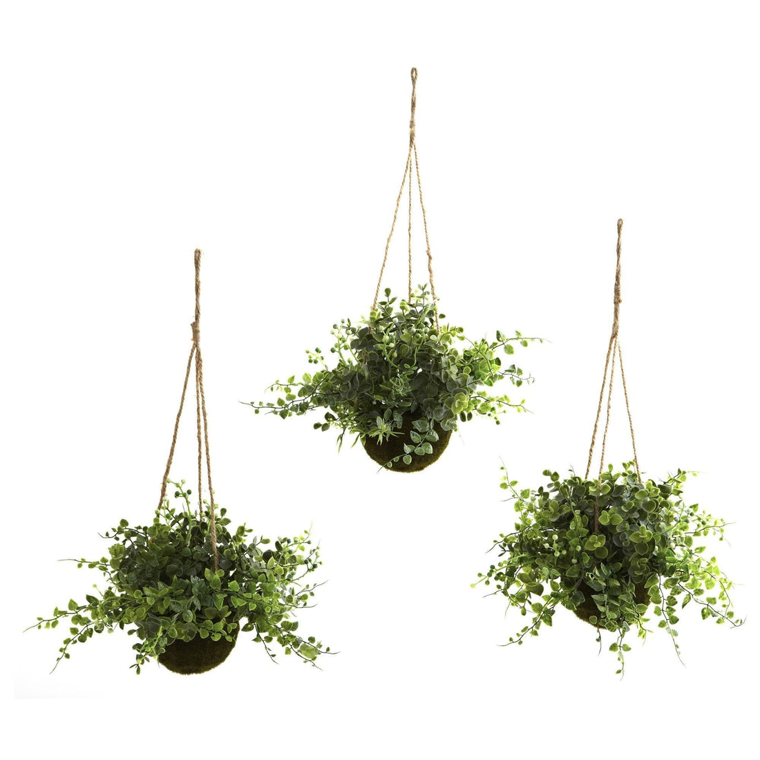 three hanging plants Eucalyptus, Maiden Hair & Berry Hanging Basket (Set of 3)