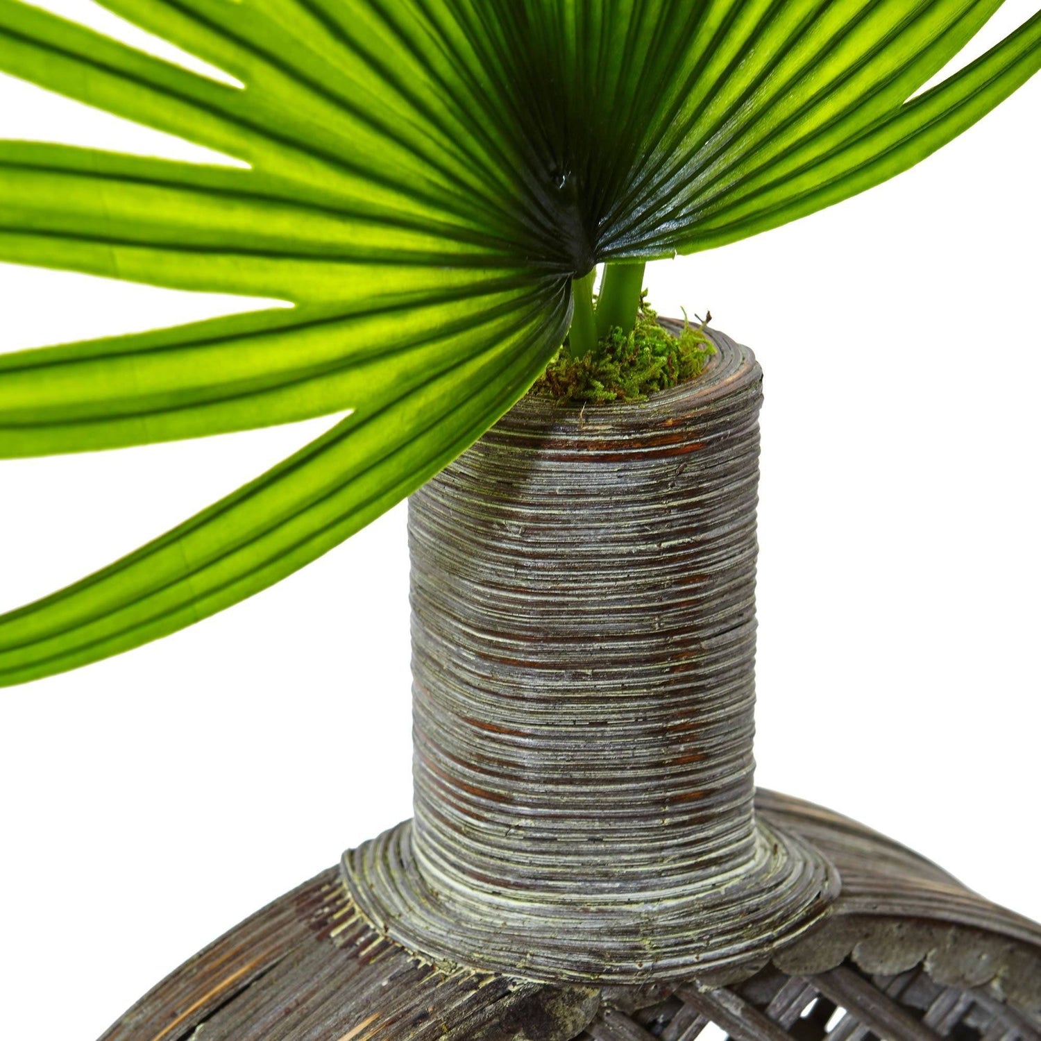 Fan Palm in Open Weave Vase