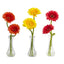 Gerber Daisy w/Bud Vase (Set of 3)