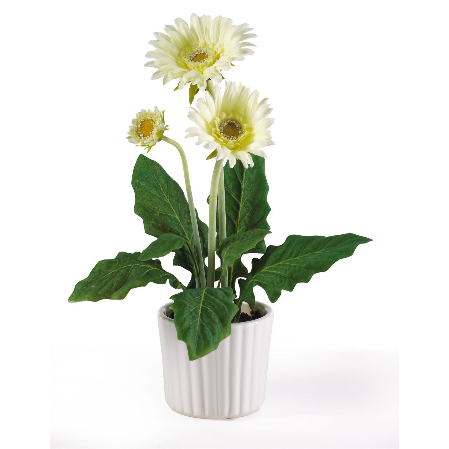 Gerber Daisy w/White Vase (Set of 6)
