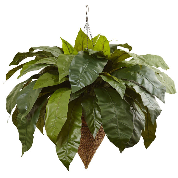 Giant Bird’s Nest Fern with Cone Hanging Basket