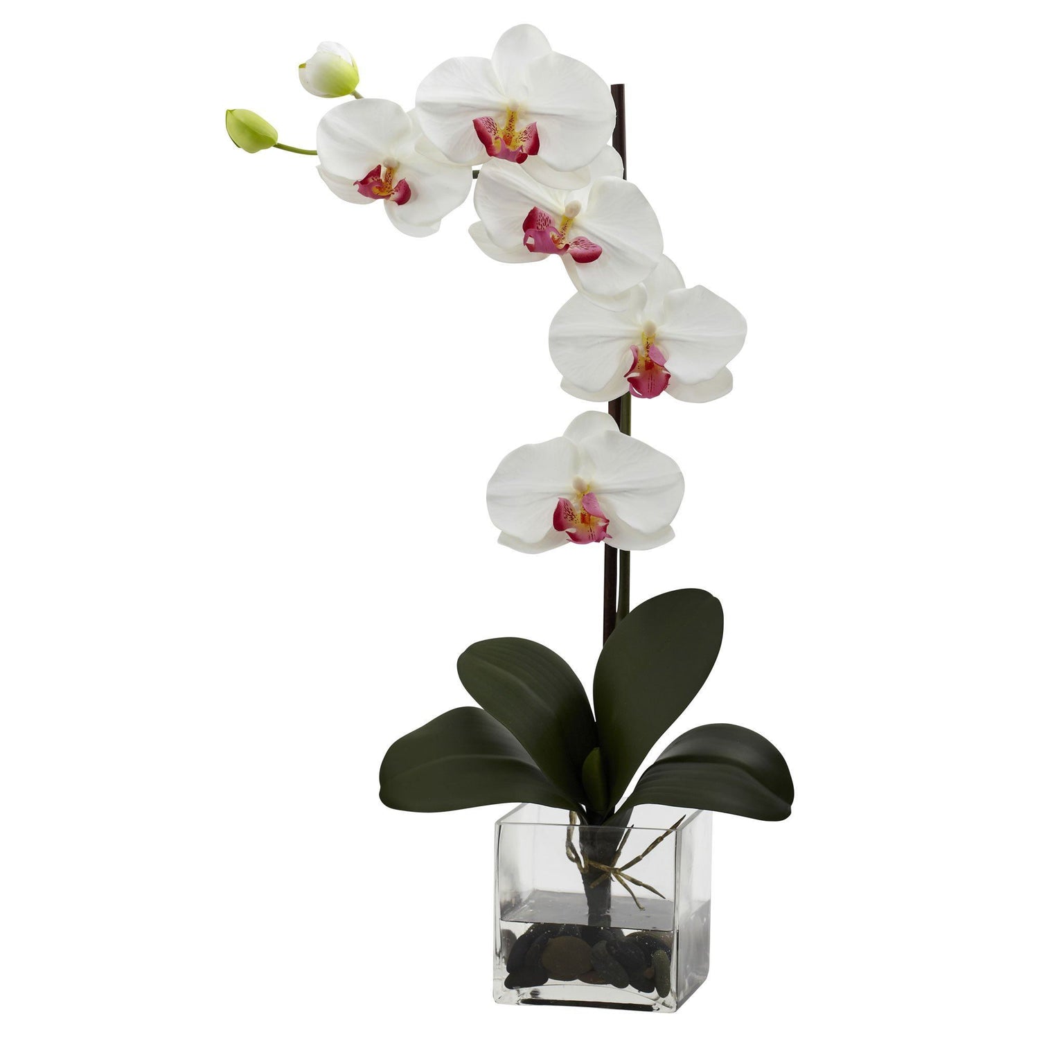 Giant Phal Orchid w/Vase Arrangement