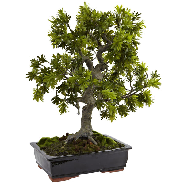 Giant Podocarpus w/Mossed Bonsai Planter