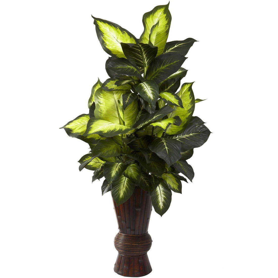 dieffenbachia big Golden Dieffenbachia w/Bamboo Planter