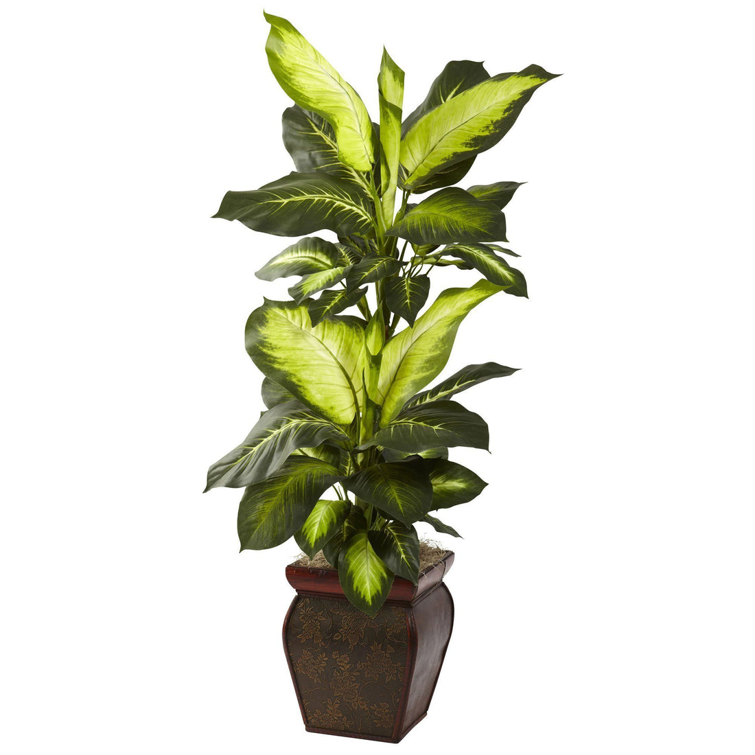 dieffenbachia aurea Golden Dieffenbachia w/Decorative Planter