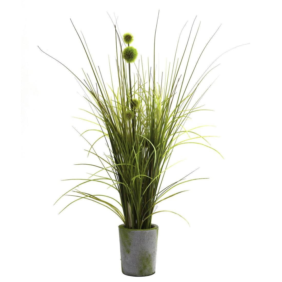 dandelion house plant Grass & Dandelion w/Cement Planter