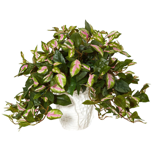 Hoya in White Ceramic Vase