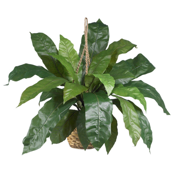 bird nest in boston fern Large Birds Nest Fern Hanging Basket