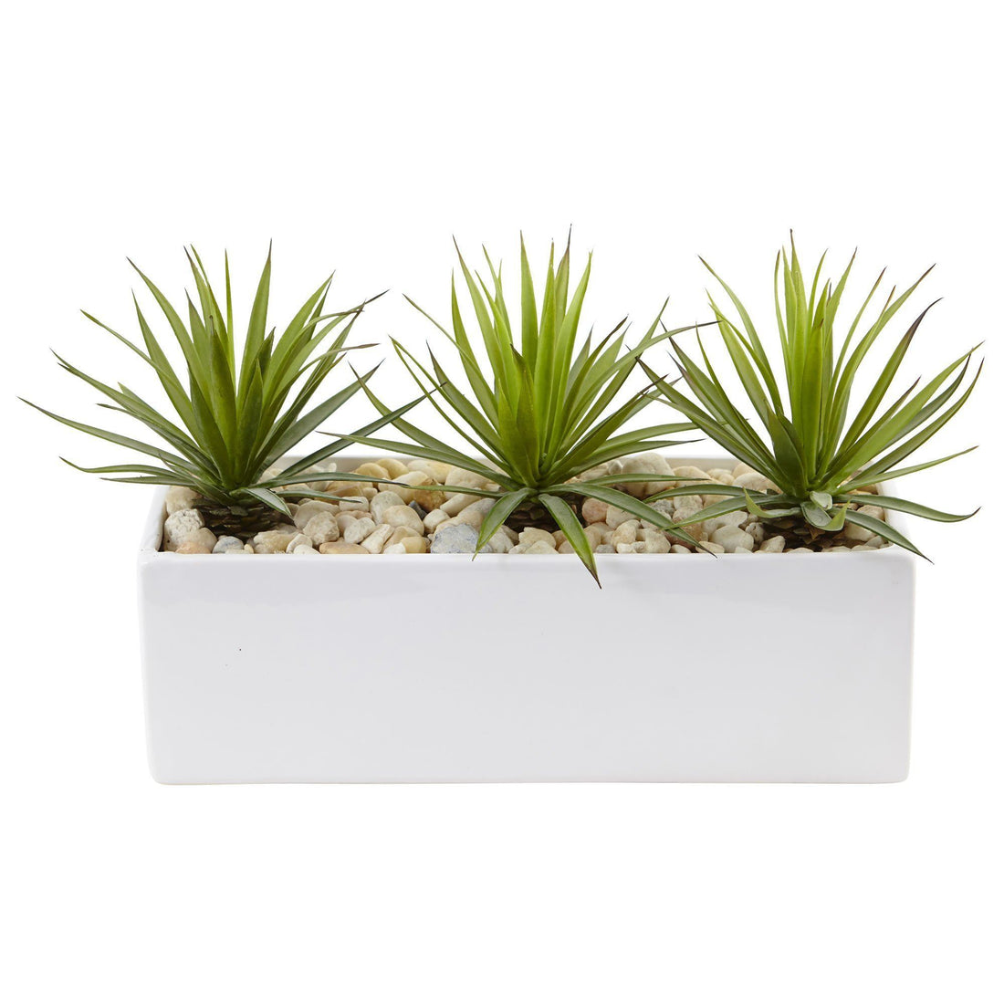 little agave Mini Agave in Rectangular Ceramic