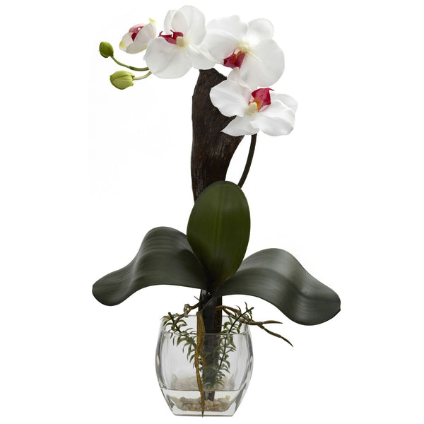 Mini Phal Orchid Arrangement (Set of 3)