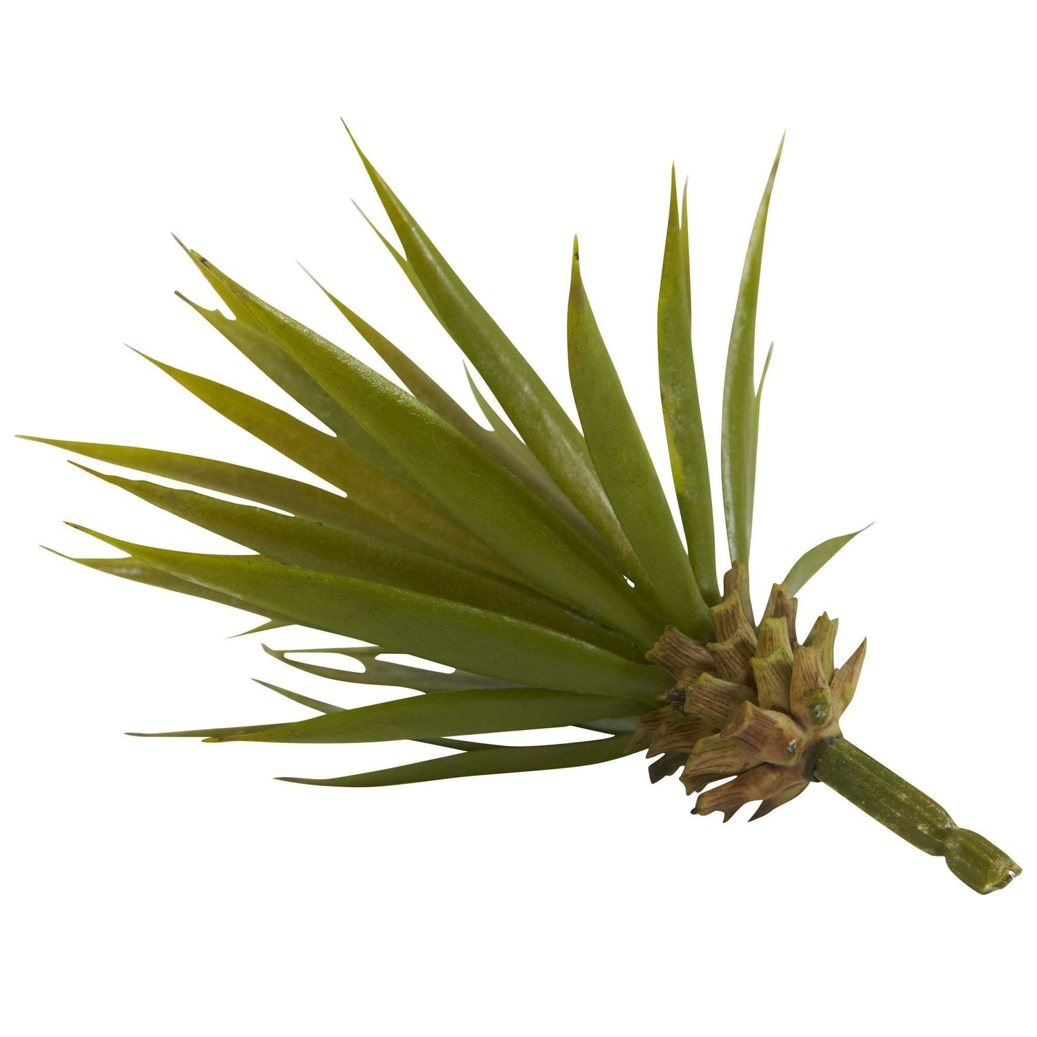 Mini Spiky Agave Succulent Plant (Set of 12)