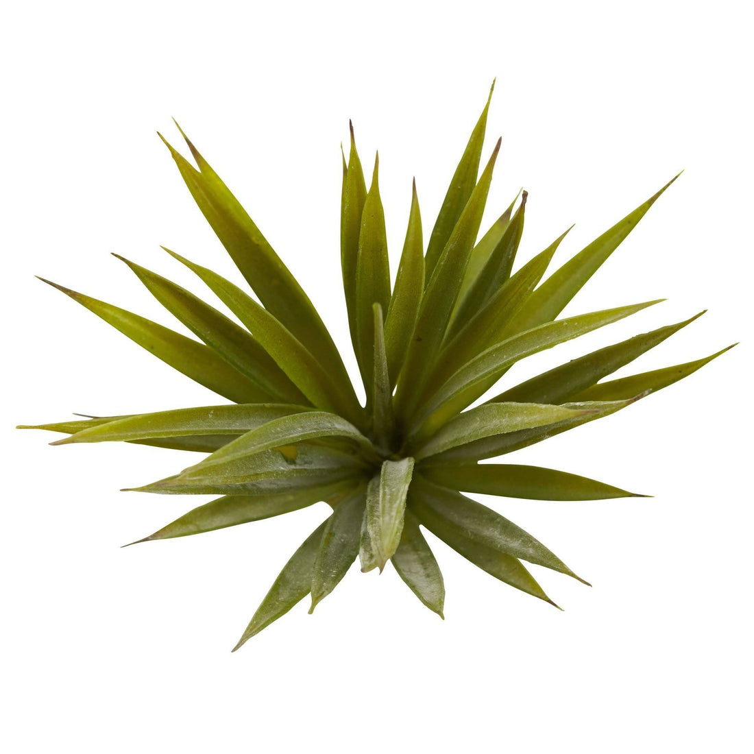 succulent spiky Mini Spiky Agave Succulent Plant (Set of 12)