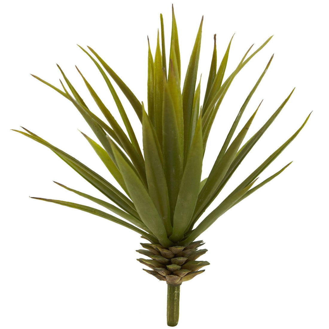 little agave Mini Spiky Agave Succulent Plant (Set of 12)