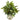 Mixed Ficus, Fittonia and Berries Artificial Plant in Floral Vase