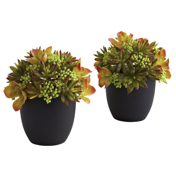 Mixed Succulent w/Black Planter (Set of 2)