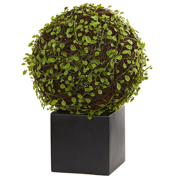 Mohlenbechia Ball Artificial Plant in Black Cube