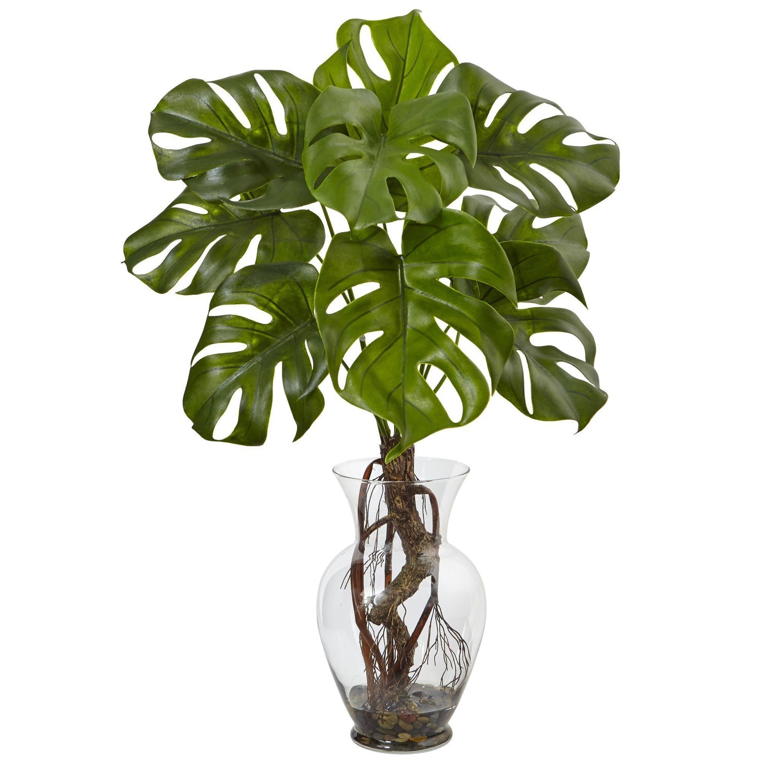 Monstera Plant with Vase