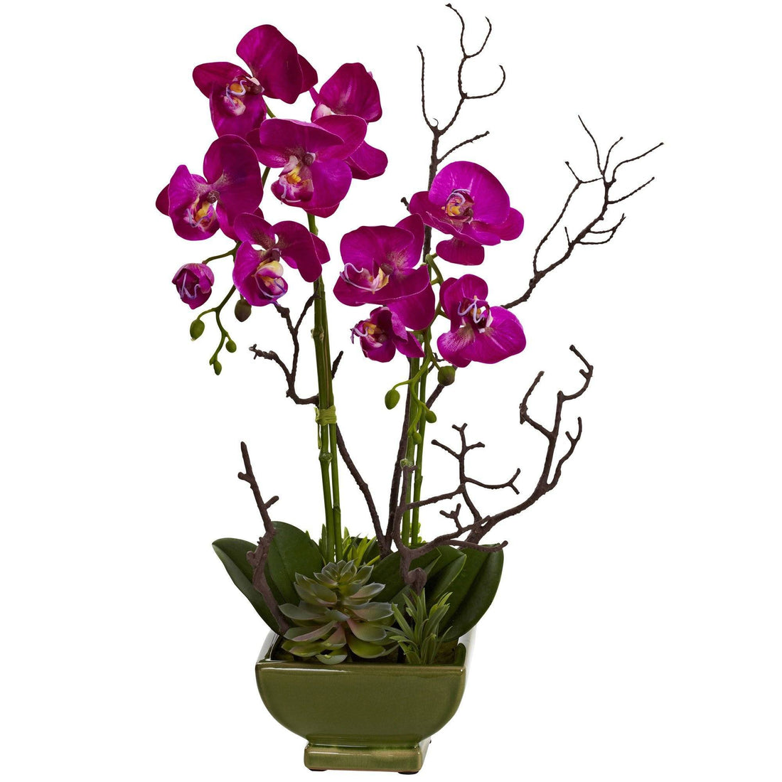 orchid succulent arrangements Orchid & Succulent Arrangement
