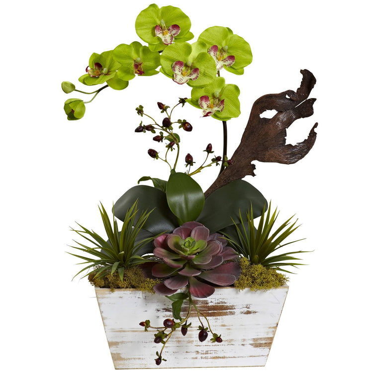 Quasi Naturale 1458-bu: Giardino Di Orchidea E Succulente In Vaso Bianco Shabby Chic - 4