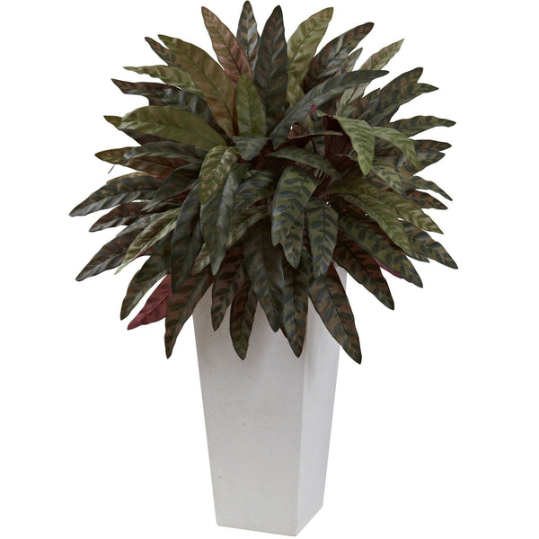 Peacock Plant with White Planter