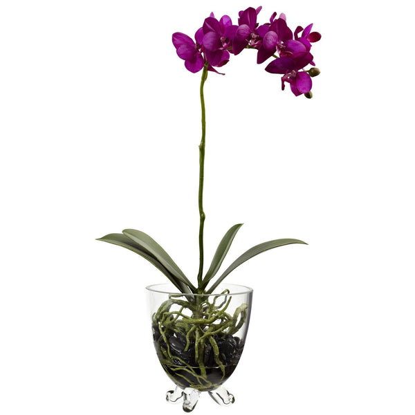 Phalaenopsis Elegance Arrangement