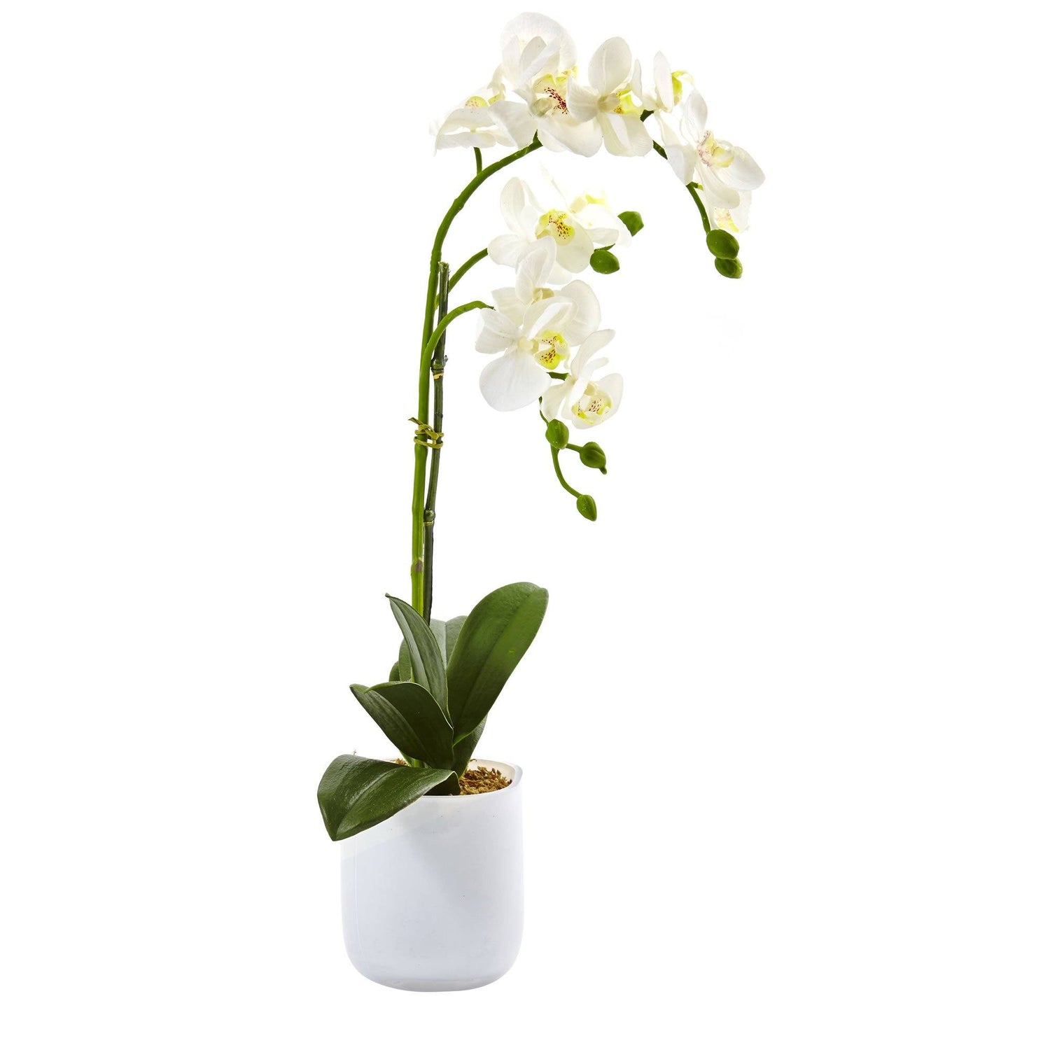 Phalaenopsis in Frosted Glass